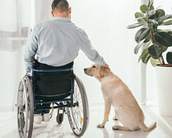patient in wheelchair petting therapy dog